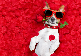 赤い花びらの上にサングラスをかけた犬がバラを加えて仰向けで寝てる