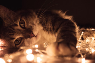 点灯するクリスマスライトに猫が寝っ転がっている