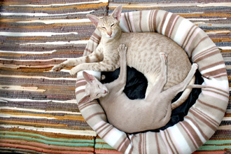 丸の猫用ベッドに猫が2匹寝て、こちらを見ている